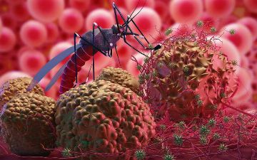 В Китае освободились от малярии