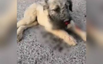 В Ташкенте разыскивают мужчину, избившего щенка на глазах у детей — видео