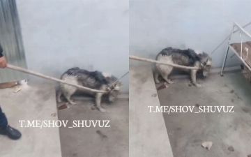 Жители Андижана издевались над пойманным во дворе дома волком 