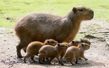 Капибары захватили город в Аргентине