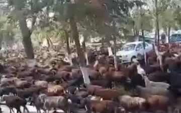 Недовольные самаркандцы, пригнавшие овец к зданию хокимията, добились отмены незаконного решения