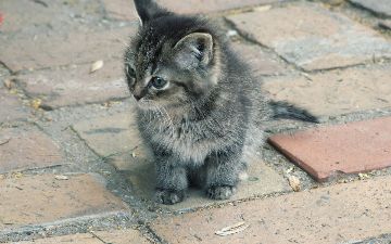 В Ташкенте три девушки утопили в арыке котенка