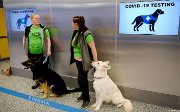 В Малайзии обнаружен коронавирус, источником которого могут быть собаки