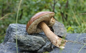 Врач развеял миф о пользе дикорастущих грибов