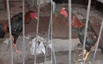 Под Ташкентом накрыли петушиный ринг