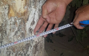 В Узбекистане под угрозой вырубки находятся более 20 тысяч деревьев