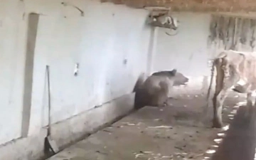 Возбуждено уголовное дело по факту убийства медведя в Кашкадарье