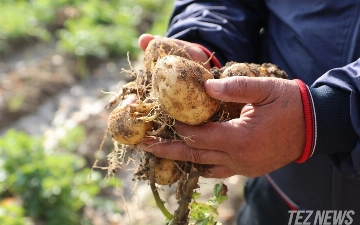 Узбекских аграриев поддержат миллиардами сумов — рассказываем, куда направят деньги