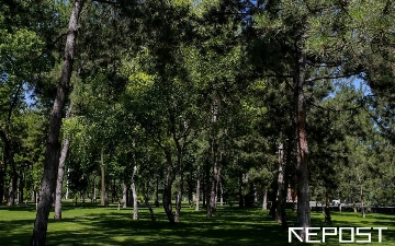 Всемирный банк выделит Узбекистану свыше $150 млн на проект по восстановлению лесов