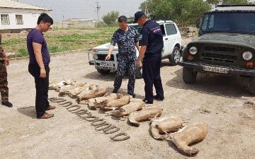 В Каракалпакстане двое местных жителей выловили более десятка газелей, занесенных в «Красную книгу» 