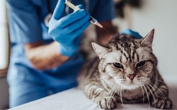 В России зарегистрировали первую в мире вакцину против COVID-19 для животных