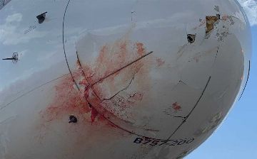 Самолет баскетбольной команды сделал экстренную посадку из-за столкновения со стаей птиц