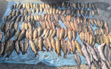 В Бухаре браконьеры незаконно наловили рыбы на 3,5 млрд сумов