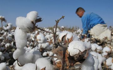 В Ташобласти выявили восемь случаев привлечения к принудительному труду при сборе хлопка
