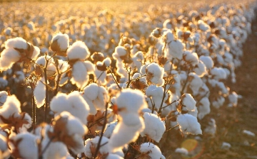 Минсельхоз опроверг сообщение хокимията Кашкадарьи о тарифах на сбор хлопка 