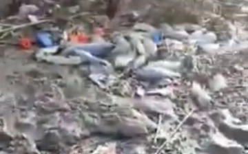 Рыбаки из Чиназа заявили о гибели рыбы в озере Яллама