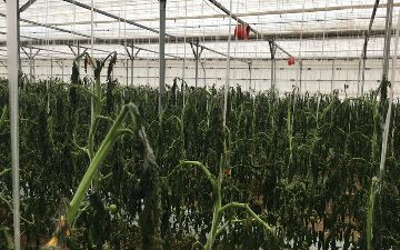 Каттакурганские фермеры потеряли десятки тысяч долларов из-за отключения электричества в районе