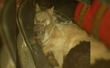 Узбекистанец пытался нелегально продать волка за тысячу долларов