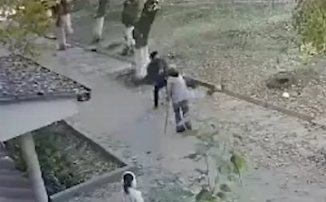 Житель Ташкента, отпинавший онкобольную собаку, отделался мизерным штрафом