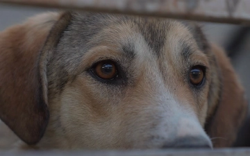 «У нас все собаки счастливые». Как живет приют Terra Vita в Самарканде