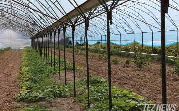 В Кашкадарье трёхдневная фирма победила в тендере на 2,6 млрд сумов