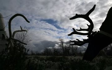 Американские специалисты впервые выявили коронавирус у оленей