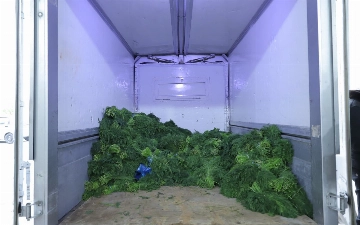 В Ташобласть пытались провезти крупную партию пиротехники под видом зелени