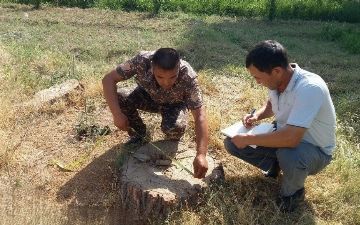 В Сурхандарье срубили восемь многолетних деревьев на 550 млн сумов