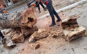 В Госкомэкологии сообщили, что лишь одно дерево в Чиланзарском районе вырубили незаконно