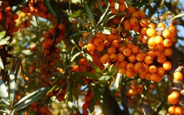 Какая ягода является «мультивитаминной бомбой» для укрепления иммунитета?