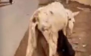 Узбекистанец в попытке «захайпить» перебросил осла через себя — видео