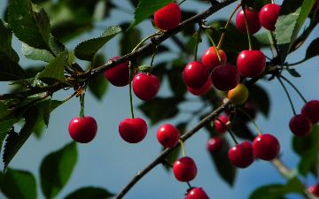 Из Ферганы в Южную Корею за сутки экспортировали 46 тонн вишни