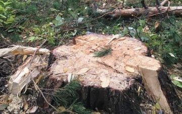 В Самарканде представитель махаллинского совета незаконно вырубил деревья на многомиллионную сумму