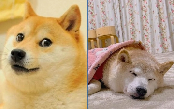 Собака, ставшая символом Dogecoin, серьезно заболела