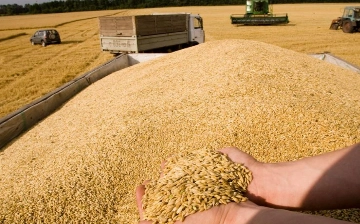 Узбекистан значительно увеличил импорт зерна из Казахстана