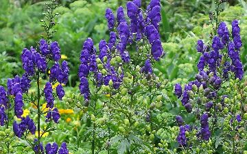 В Бишкеке зафиксирован первый случай отравления иссык-кульским корнем