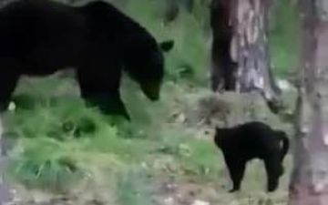 Домашний кот Вася спас своих хозяев, прогнав из лагеря дикого медведя