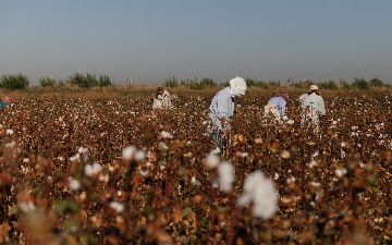 Установлены минимальные тарифы за сбор хлопка вручную 