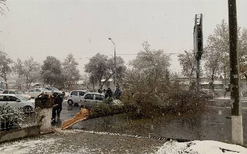 В Узбекистане из-за погодных изменений на автомобили массово падают деревья