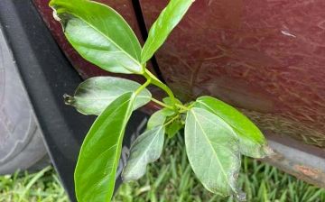 В ржавом автомобиле выросло небольшое дерево: владелец ухаживал за ним больше, чем за машиной