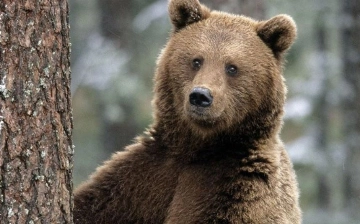 В Узбекистане запретили содержать диких животных в домашних условиях