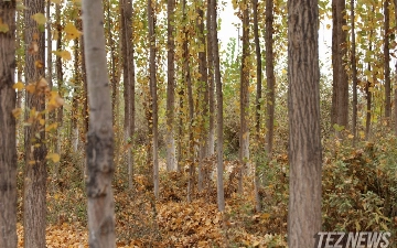 Синоптики рассказали, когда в Узбекистане начнется настоящая осень 