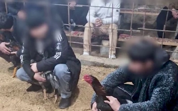 В Джизаке бизнесмен открыл на своей рыбной ферме арену для петушиных боев