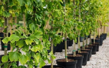 В Узбекистане свыше 600 тысяч саженцев высадили в местах без системы полива