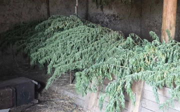 У жителя Самарканда нашли свыше 25 кг марихуаны