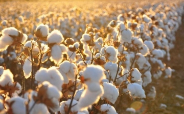 В Узбекистане долю машинного сбора хлопка хотят увеличить как минимум до 70%