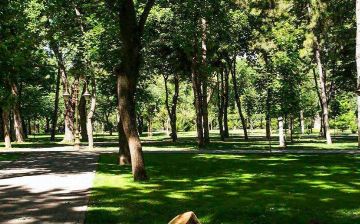 Мораторий на вырубку деревьев продлят 