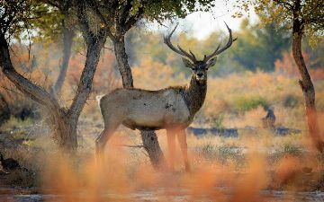 Нижне-Амударьинский биосферный резерват включили в ЮНЕСКО