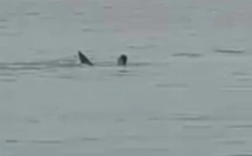 В Египте акула съела парня на глазах у отца (видео 18+)