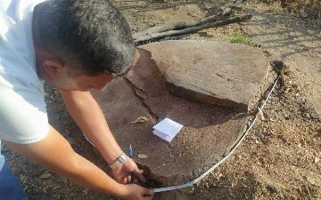 В Ташкентской области срубили многолетние чинары, несмотря на мораторий